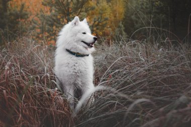 Samoyed köpek orman