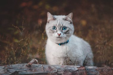 Sonbahar ormandaki güzel mavi gözlü kedi