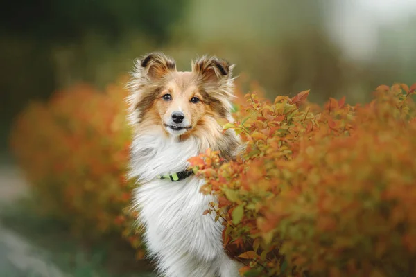 shetland çoban köpeği portresi