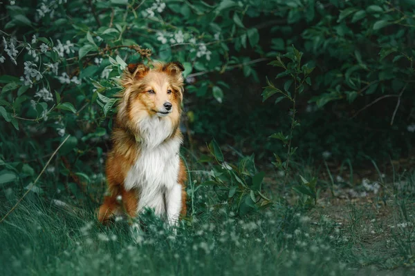 Retrato de un perro pastor de shetland —  Fotos de Stock