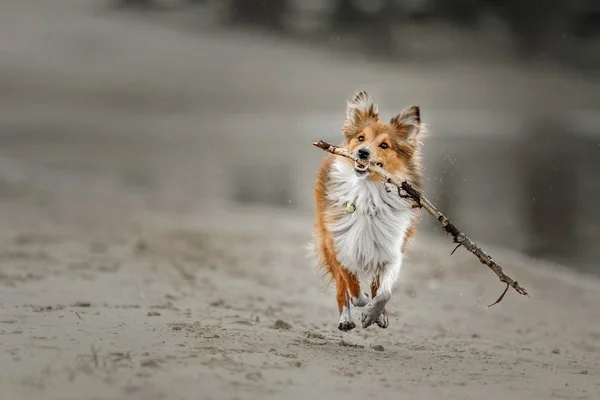 Portrait of a Shetland Sheepdog — Stock Photo, Image