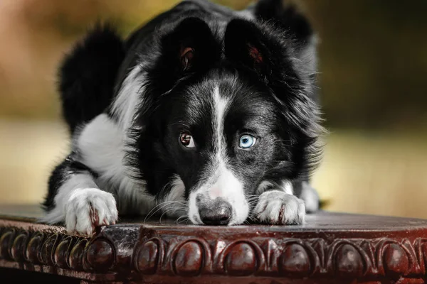 Lindo perro frontera collie — Foto de Stock