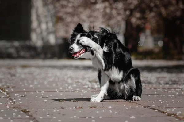 Χαριτωμένος σκύλος κόλλεϊ συνόρων — Φωτογραφία Αρχείου