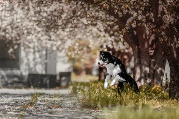 Cute dog border collie — Stock Photo, Image