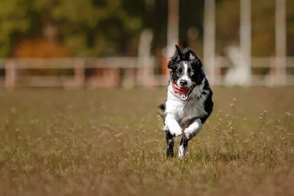 Carino cane confine collie — Foto Stock