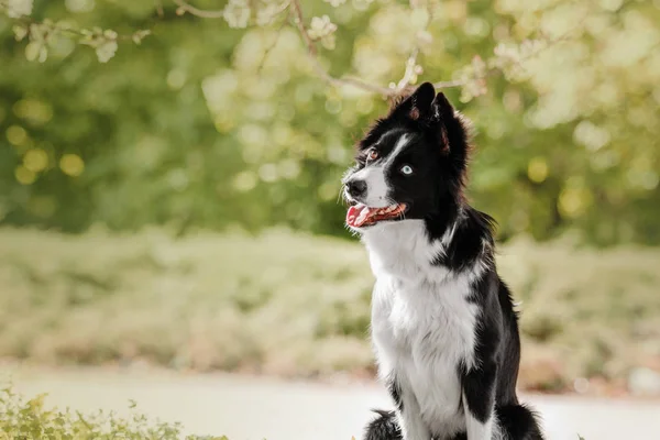 Sevimli köpek kenar kömür ocağı — Stok fotoğraf