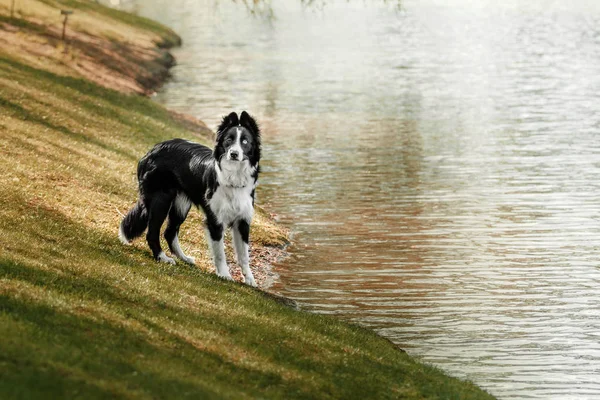 cute dog border collie