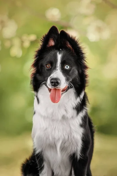Lindo perro frontera collie — Foto de Stock