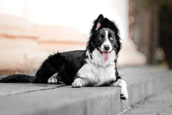 Drăguț câine frontieră collie — Fotografie, imagine de stoc