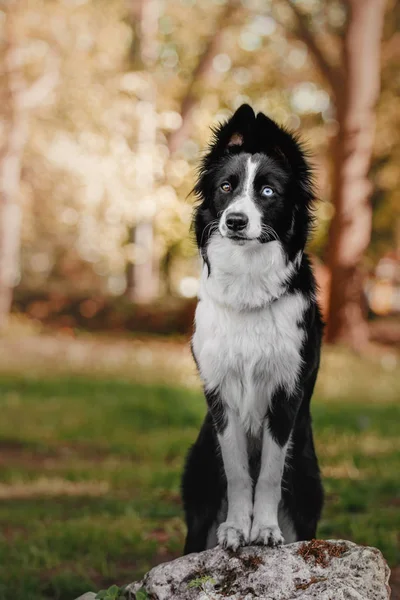 Bonito cão fronteira collie — Fotografia de Stock