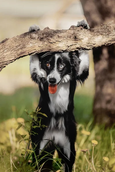 Cute dog border collie — Stock Photo, Image