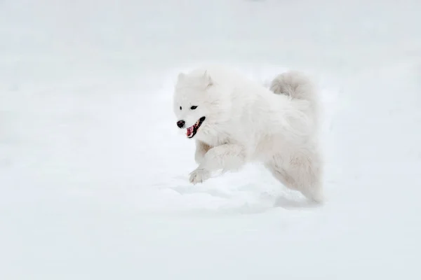Samoyedo perro en invierno —  Fotos de Stock