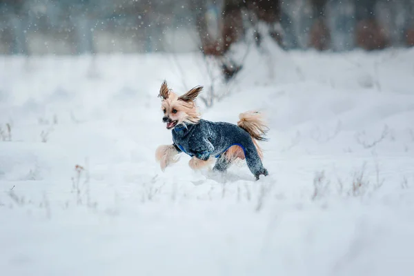 Chinesischer Haubenhund im Winter — Stockfoto