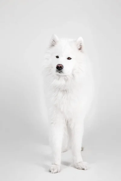 Hermoso blanco nieve perro Samoyedo sobre un fondo blanco —  Fotos de Stock