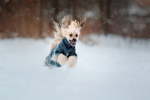 Çin Tepeli köpek kış aylarında — Stok fotoğraf