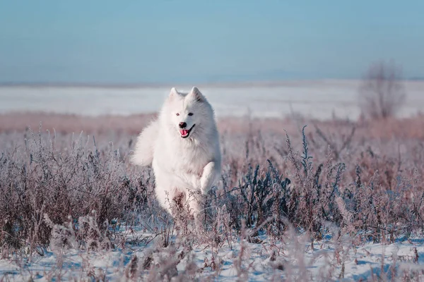 Hermosa raza de perro Samoyedo blanco corre en un campo cubierto de nieve —  Fotos de Stock