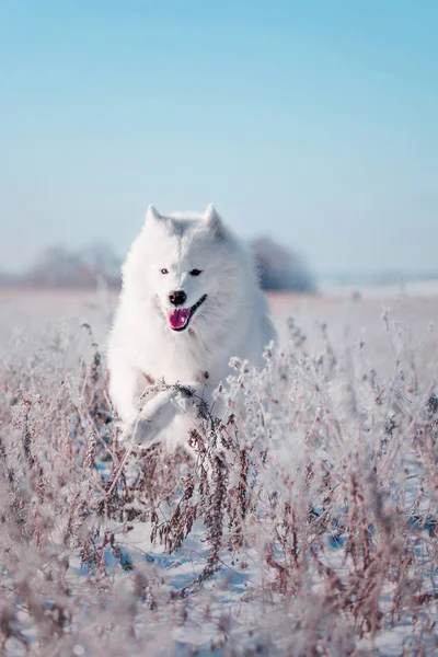 Schöne weiße Samowar Hunderasse läuft auf einem schneebedeckten Feld — Stockfoto