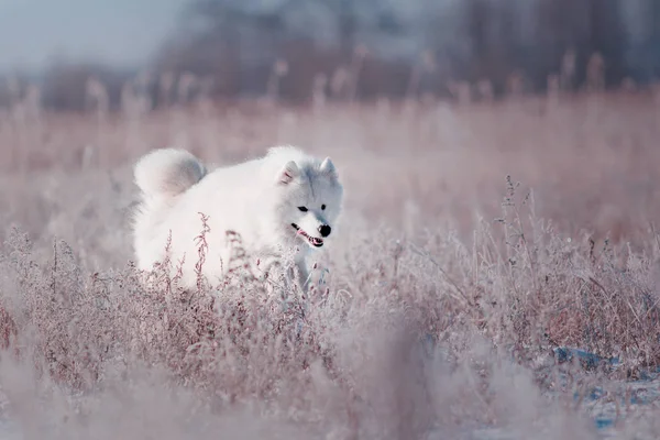 Hermosa raza de perro Samoyedo blanco corre en un campo cubierto de nieve — Foto de Stock