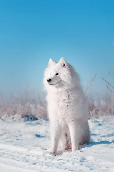 Hermosa raza de perro Samoyedo blanco corre en un campo cubierto de nieve —  Fotos de Stock