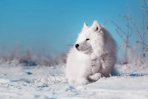 Hermosa raza de perro Samoyedo blanco corre en un campo cubierto de nieve —  Fotos de Stock