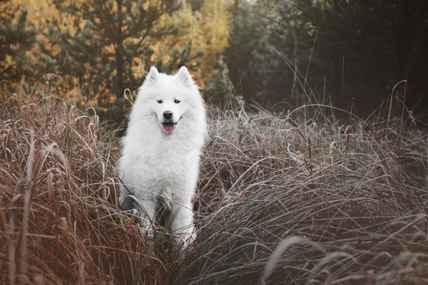 Samoyed Dog na floresta — Fotografia de Stock