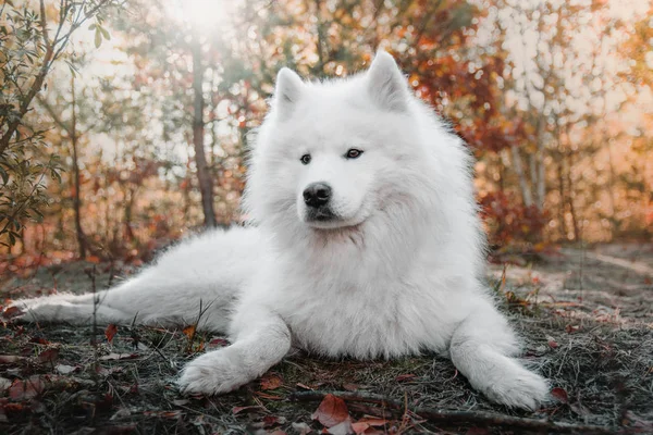 Samoyed собаку в лісі — стокове фото
