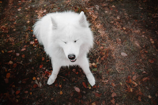 Samoyed Dog at the forest