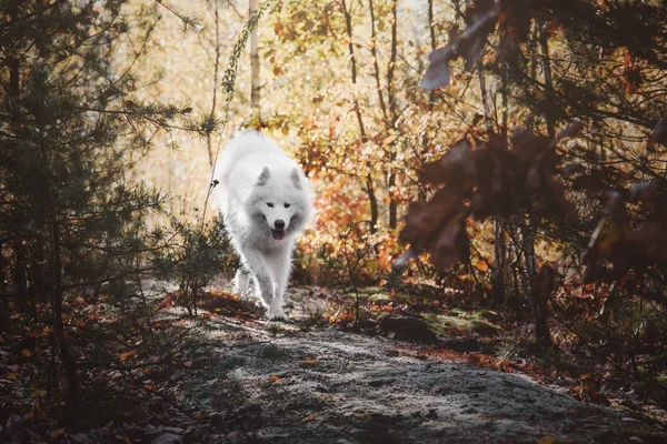 Samoyed Dog nella foresta — Foto Stock