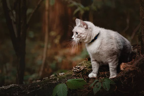 Indah kucing bermata biru di hutan musim gugur — Stok Foto