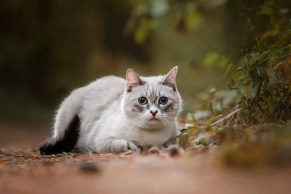 Sonbahar ormandaki güzel mavi gözlü kedi — Stok fotoğraf
