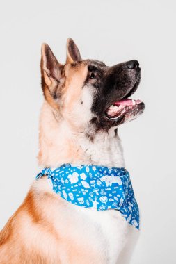 Amerikan Akita köpek portre Studio beyaz arka plan üzerinde izole