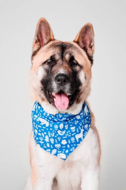 Amerikan Akita köpek portre Studio beyaz arka plan üzerinde izole