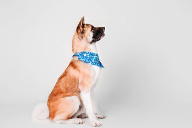 Amerikan Akita köpek portre Studio beyaz arka plan üzerinde izole