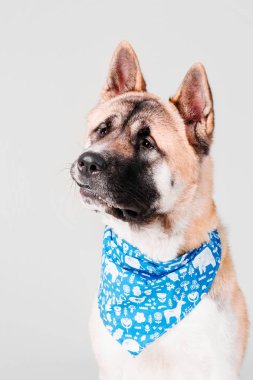 Amerikan Akita köpek portre Studio beyaz arka plan üzerinde izole