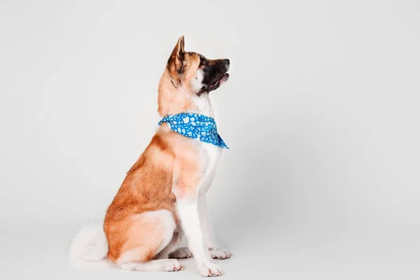 Американский портрет собаки Akita на белом фоне в студии — стоковое фото