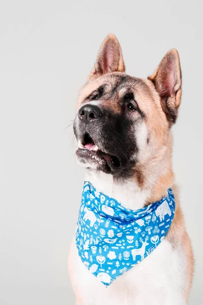Amerikan Akita köpek portre Studio beyaz arka plan üzerinde izole