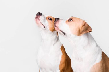iki köpek Amerikan Staffordshire Terrier beyaz bir arka plan üzerinde izole