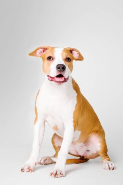 Beyaz arka plan üzerinde izole Amerikan Staffordshire Terrier köpek