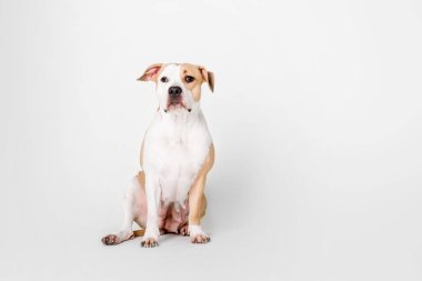 Beyaz arka plan üzerinde izole Amerikan Staffordshire Terrier köpek