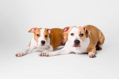 iki köpek Amerikan Staffordshire Terrier beyaz bir arka plan üzerinde izole
