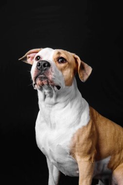 Siyah arka plan üzerine izole Amerikan Staffordshire Terrier köpek