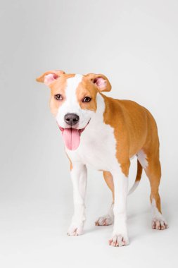 Beyaz arka plan üzerinde izole Amerikan Staffordshire Terrier köpek