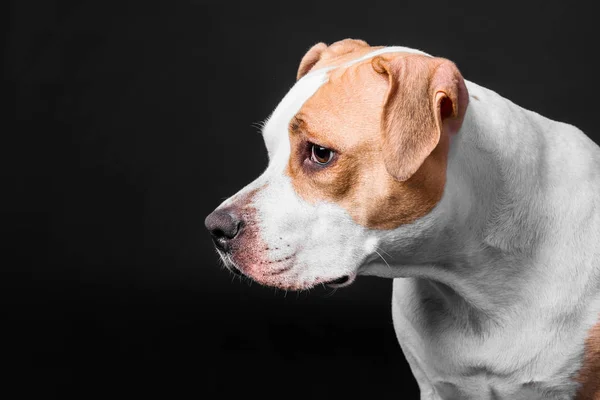 Amerikaanse Staffordshireterriër hond geïsoleerd op zwarte achtergrond — Stockfoto