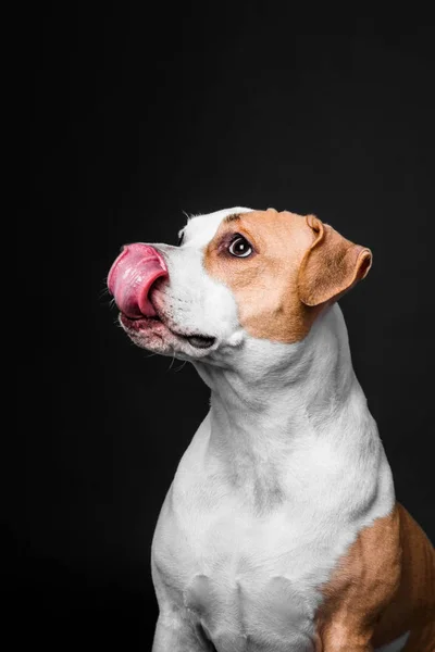 American Staffordshire Terrier chien isolé sur fond noir — Photo