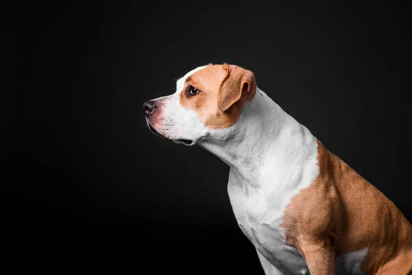 Lindo Perro Posando Sobre Fondo Negro —  Fotos de Stock