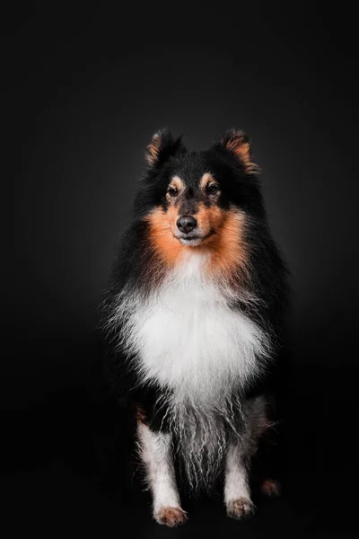 Shetland çoban köpeği köpek portre siyah bir zemin üzerine — Stok fotoğraf