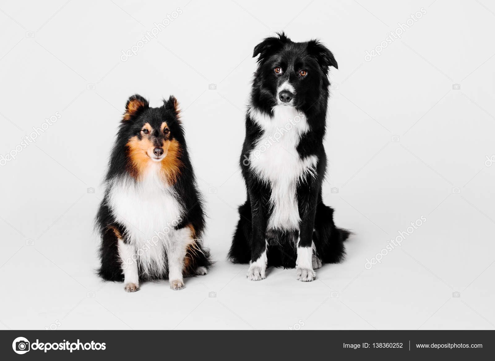 shetland sheepdog border collie