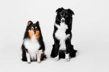 Kenar kömür ocağı ve shetland koyun beyaz bir arka plan üzerinde oturan