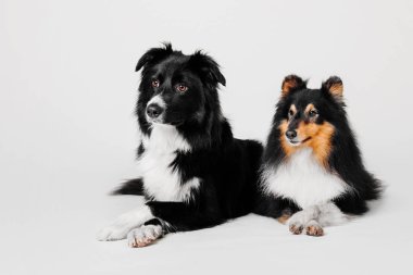 Beyaz bir arka plan üzerinde çapraz ön pençeleri ile kenar kömür ocağı ve shetland koyun yalan