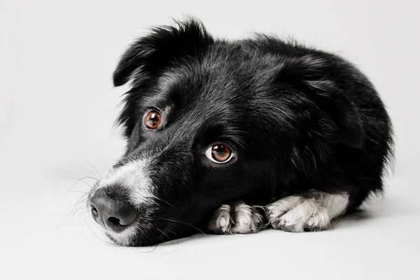 Border Collie perro recostado cabeza en las patas sobre un fondo blanco — Foto de Stock